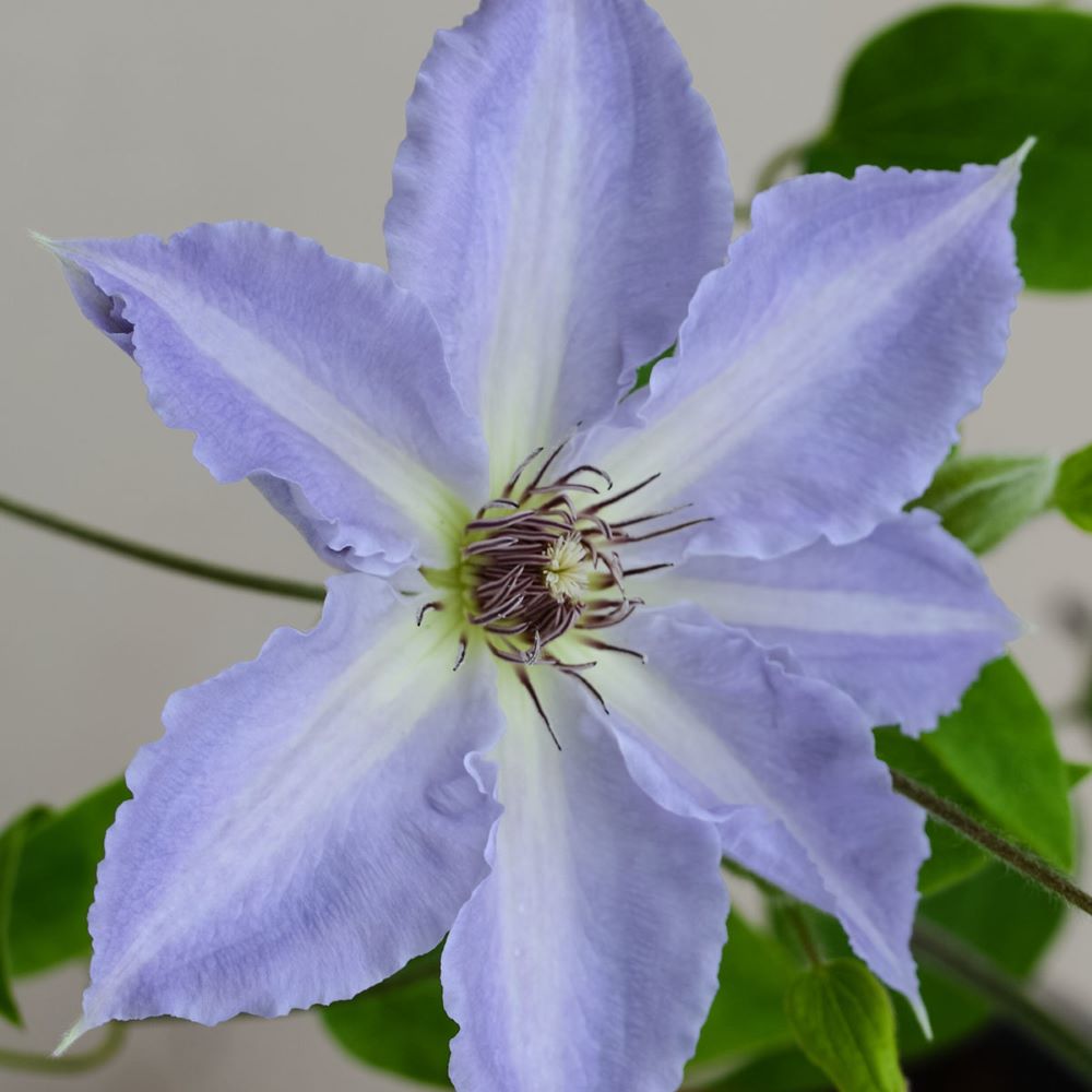 Tranquilite™ Clematis (Clematis “EVIPO103’) - 1 gallon