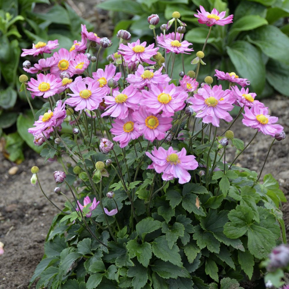 Curtain Call Pink Japanese Anemone (Anemone × hybrida ‘Curtain Call Pink’ PP