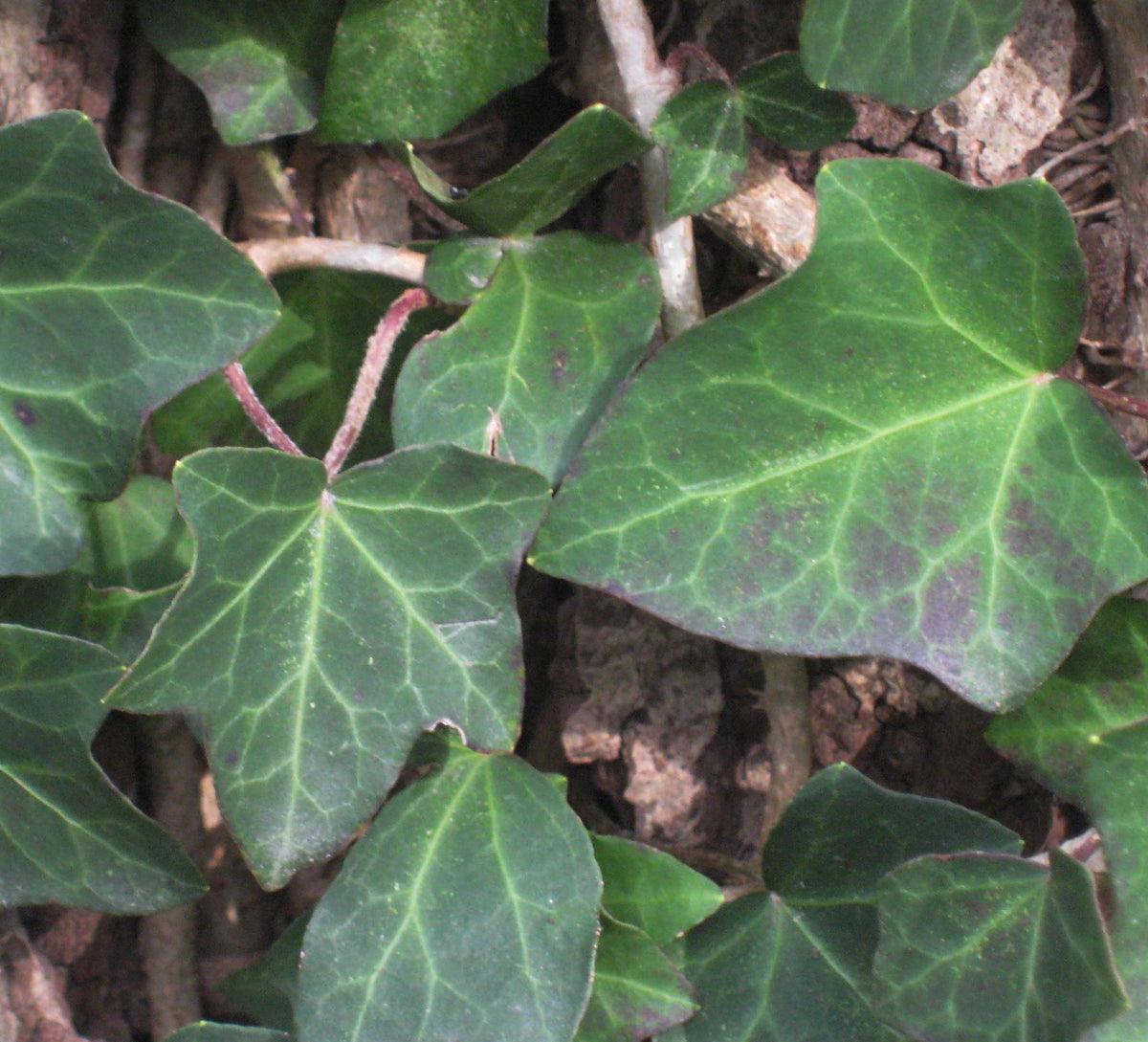 Thorndale English Ivy (Hedera helix &