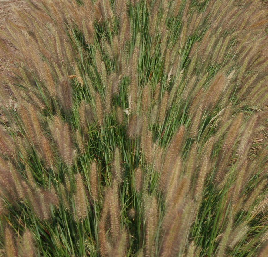 Jambalaya Fountain Grass (Pennisetum &