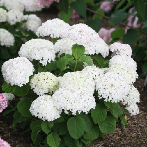 Invincibelle Wee White® Smooth hydrangea (Hydrangea arborescens &