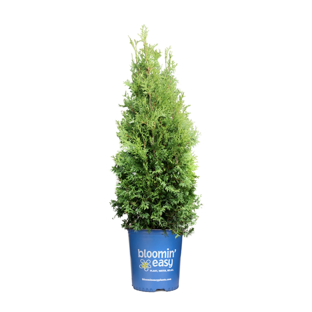 Private Jet™ Arborvitae
(Thuja occidentalis Private Jet &