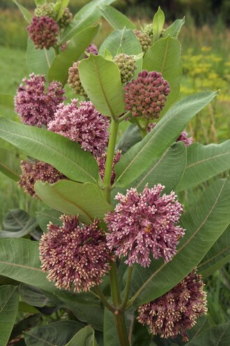 Common Milkweed (Asclepias syriaca) - 1 gallon
