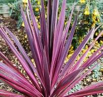 Paso Doble Cordyline (Cordyline paso &