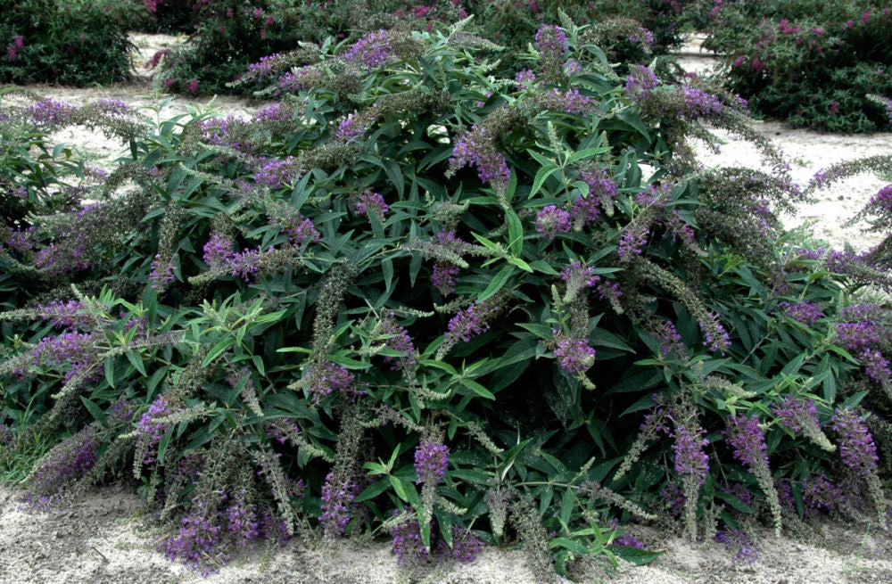 Proven Winners® Color Choice® Lo & Behold® Purple Haze Butterfly Bush (Buddleia x &