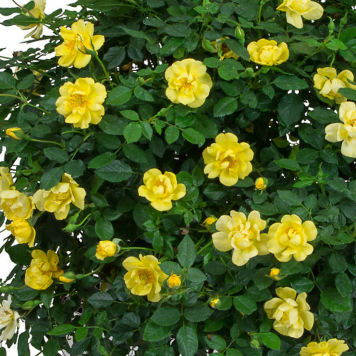 Rose Oso Easy Lemon Zest® (Rosa &