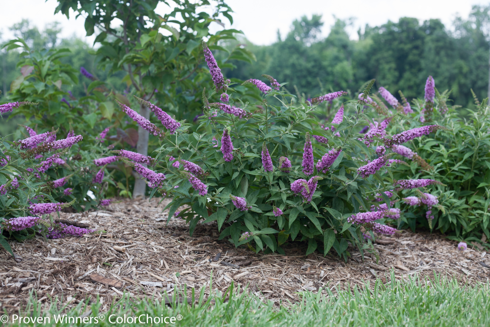 Proven Winners® Color Choice® Lo & Behold® Pink Micro Chip Butterfly Bush (Buddleia &