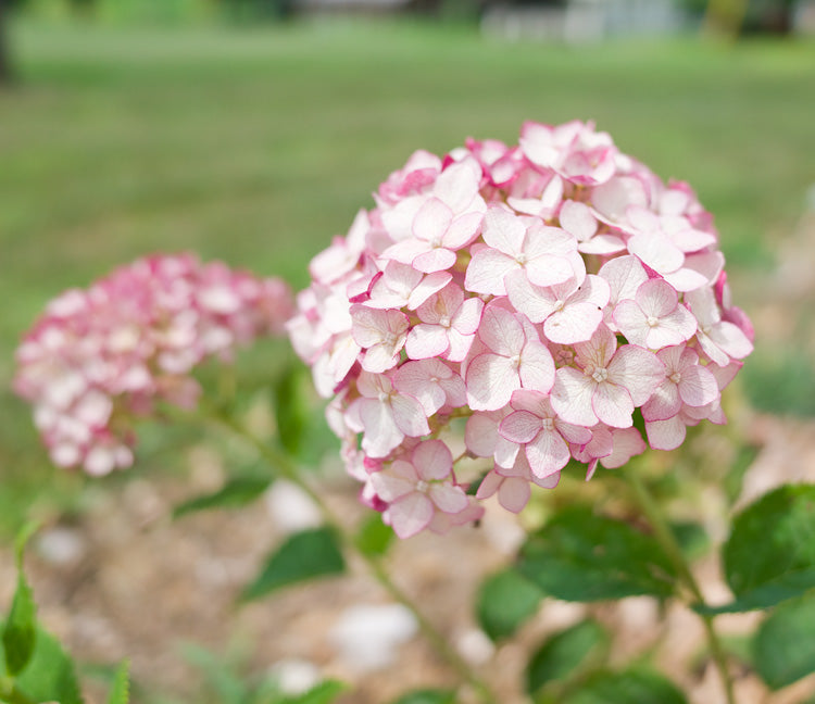 Incrediball® Blush Hydrangea (Hydrangea arborescens &