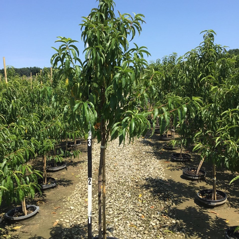 June Princess Nectarine (Prunus &