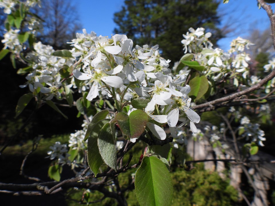 ‘Regent’ alder-leaved serviceberry (Amelanchier alnifolia &