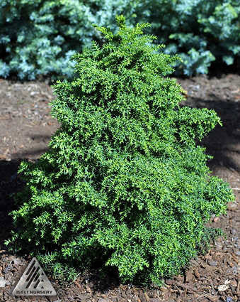 ‘Tansu’ Japanese Cedar (Cryptomeria japonica ‘Tansu’) - QT