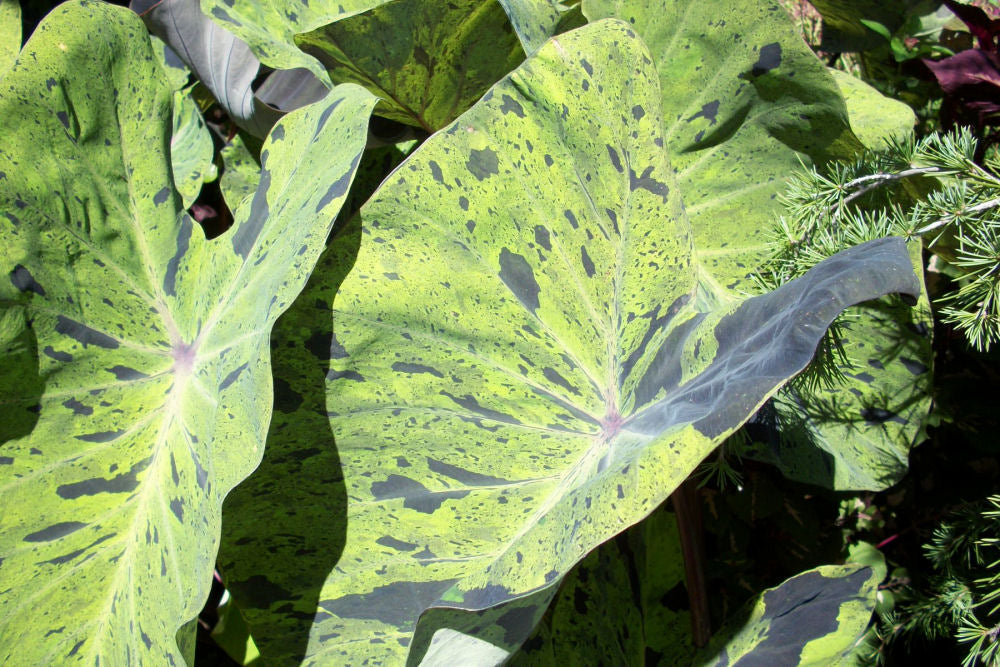Mojito Colocasia (Colocasia esculenta &