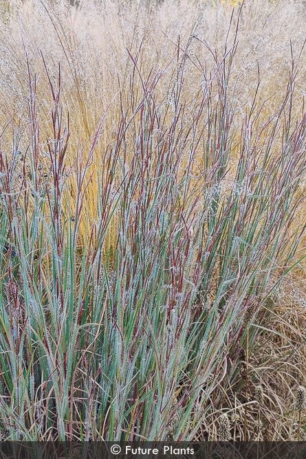 Ha Ha Tonka Little Bluestem (Schizachyrium &