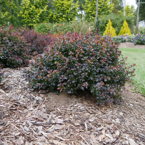 Sunjoy Todo® Barberry (Berberis thunbergii &