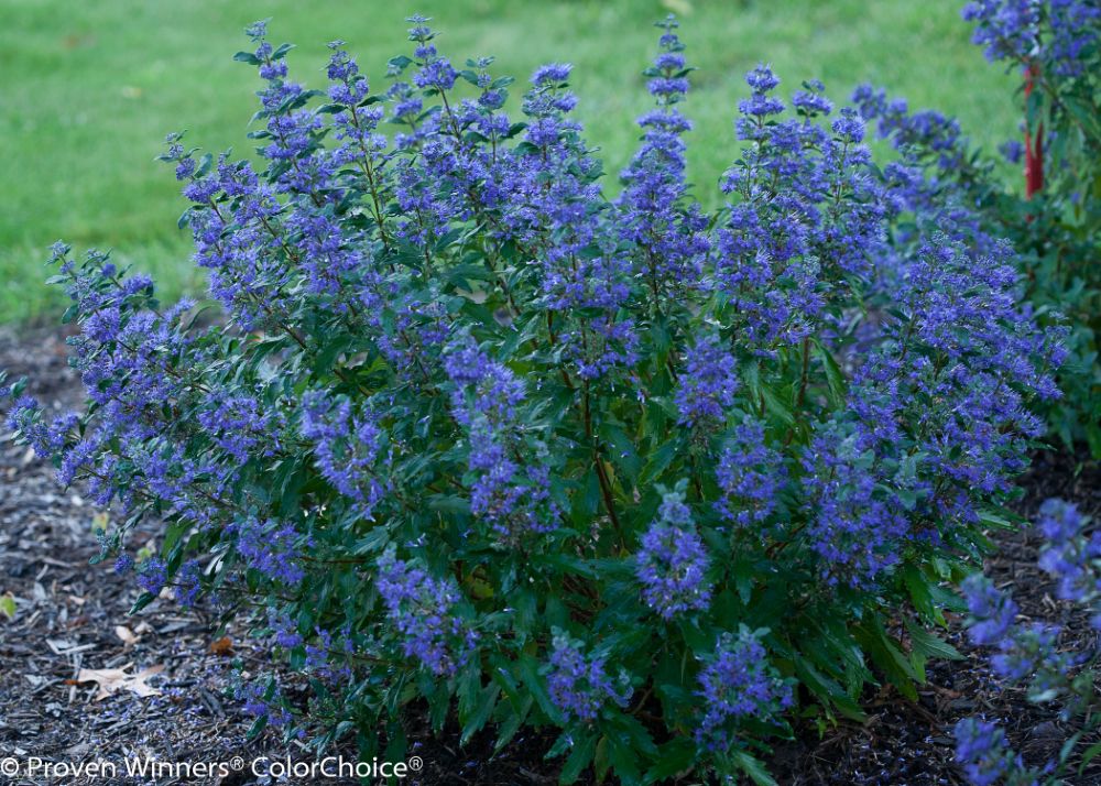 Beyond Midnight® Bluebeard (Caryopteris x clandonensis &