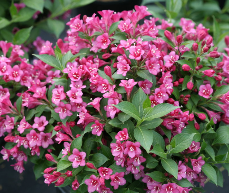 Weigela Snippet® Dark Pink (Weigela &