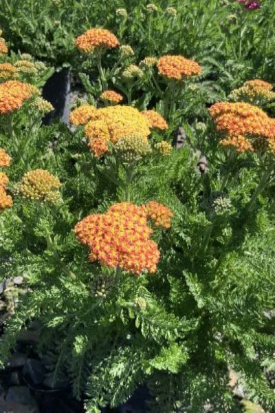 SkySail™ Yellow Yarrow (Achillea millefolium Skysail Yellow &