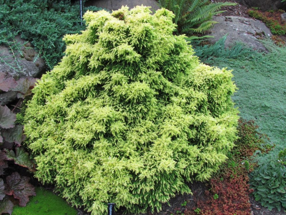 Twinkle Toes Dwarf Japanese Cedar (Cryptomeria japonica ‘Twinkle Toes’
) - QT