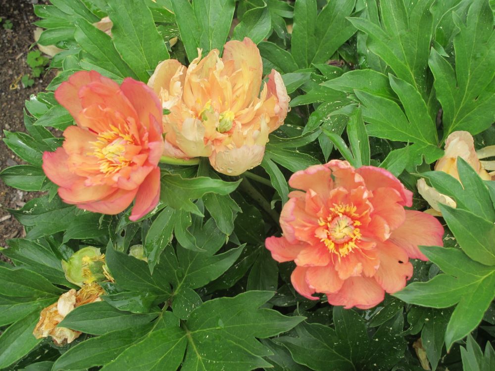 Garden Candy® Summer Sunset™ Itoh Peony (Paeonia &