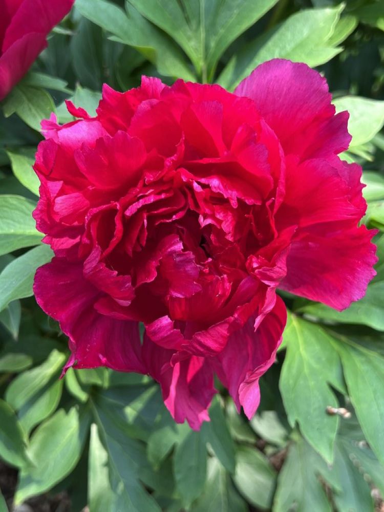 Candy Apple™ Itoh Peony (Paeonia Garden Candy® Candy Apple™ (Smithopus10)) - 1 gallon