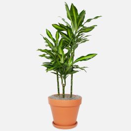12" Dracaena Cintho Cane plant photo