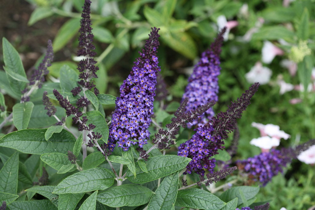 Butterfly Bush &