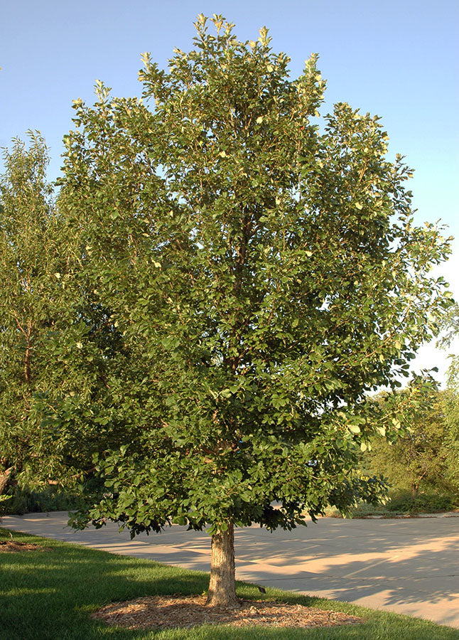 Oak Chinkapin