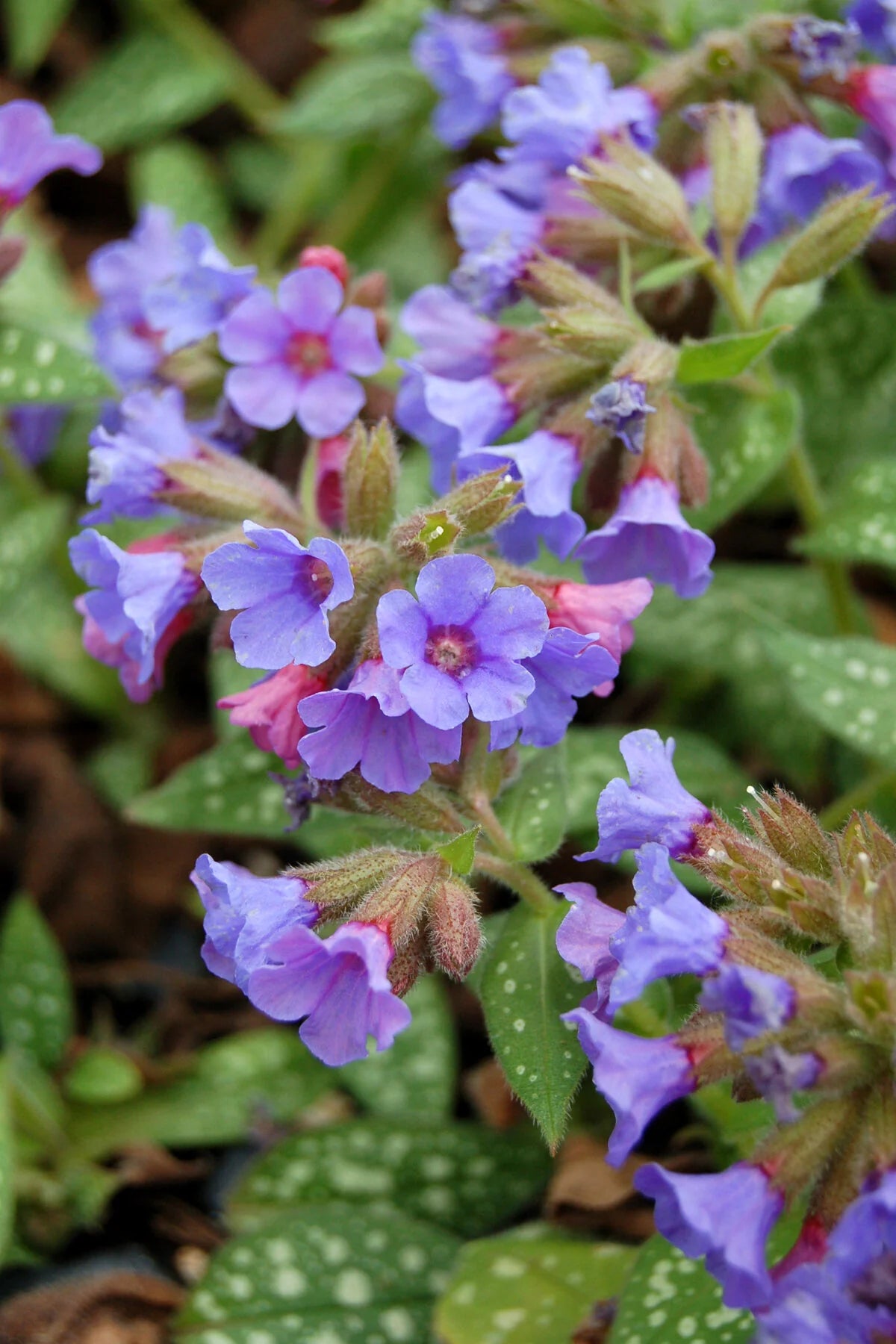 Pulmonaria Trevi Fountain 1gal
