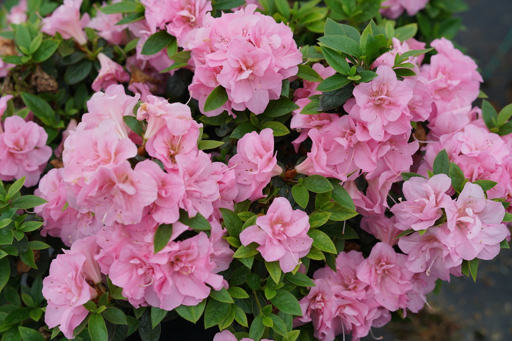 Azalea &