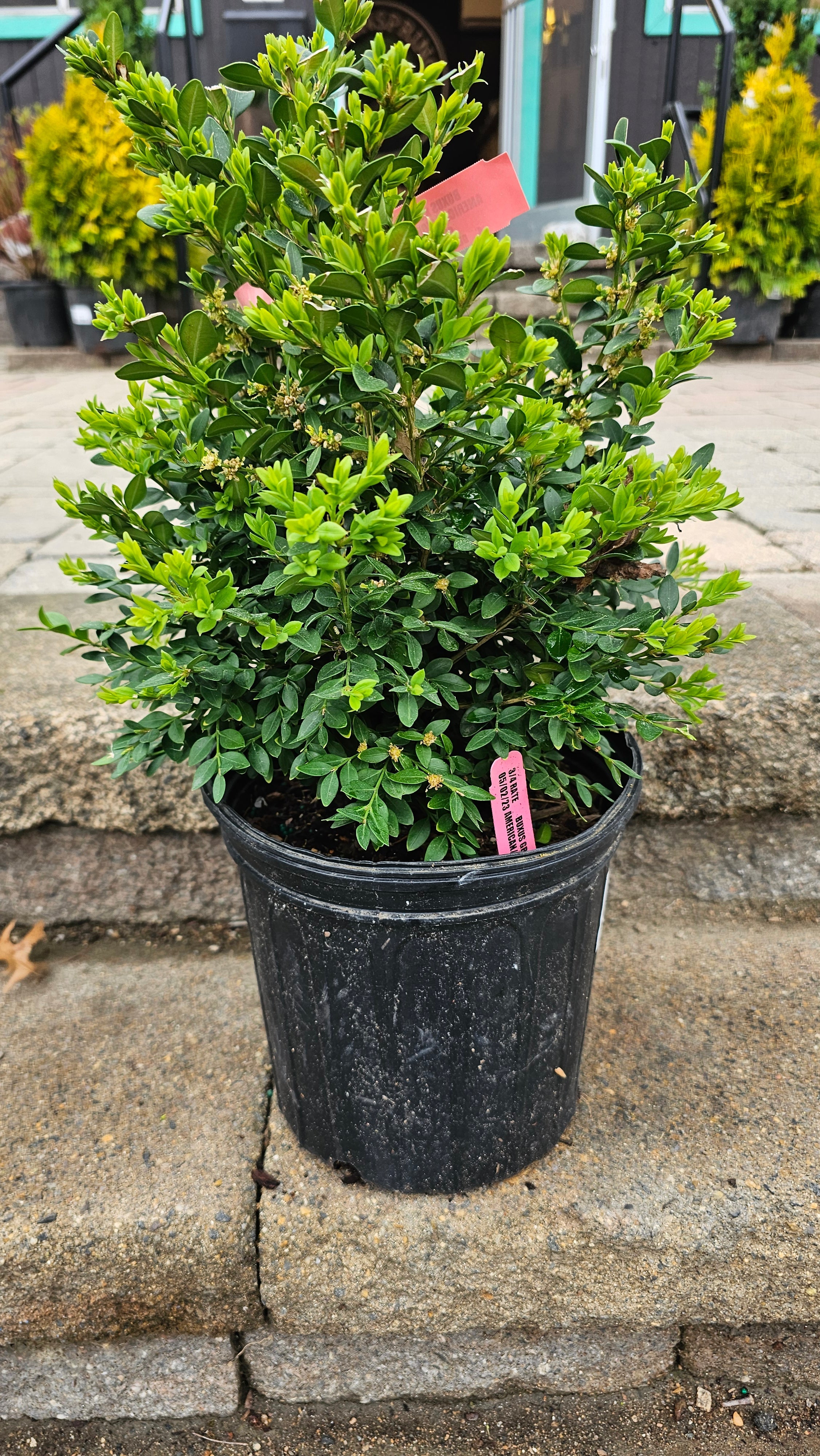 Boxwood &