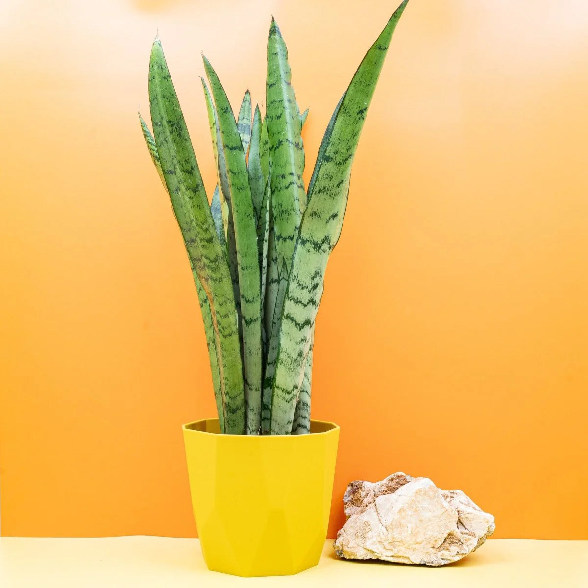 4" Sansevieria Spearmint plant photo