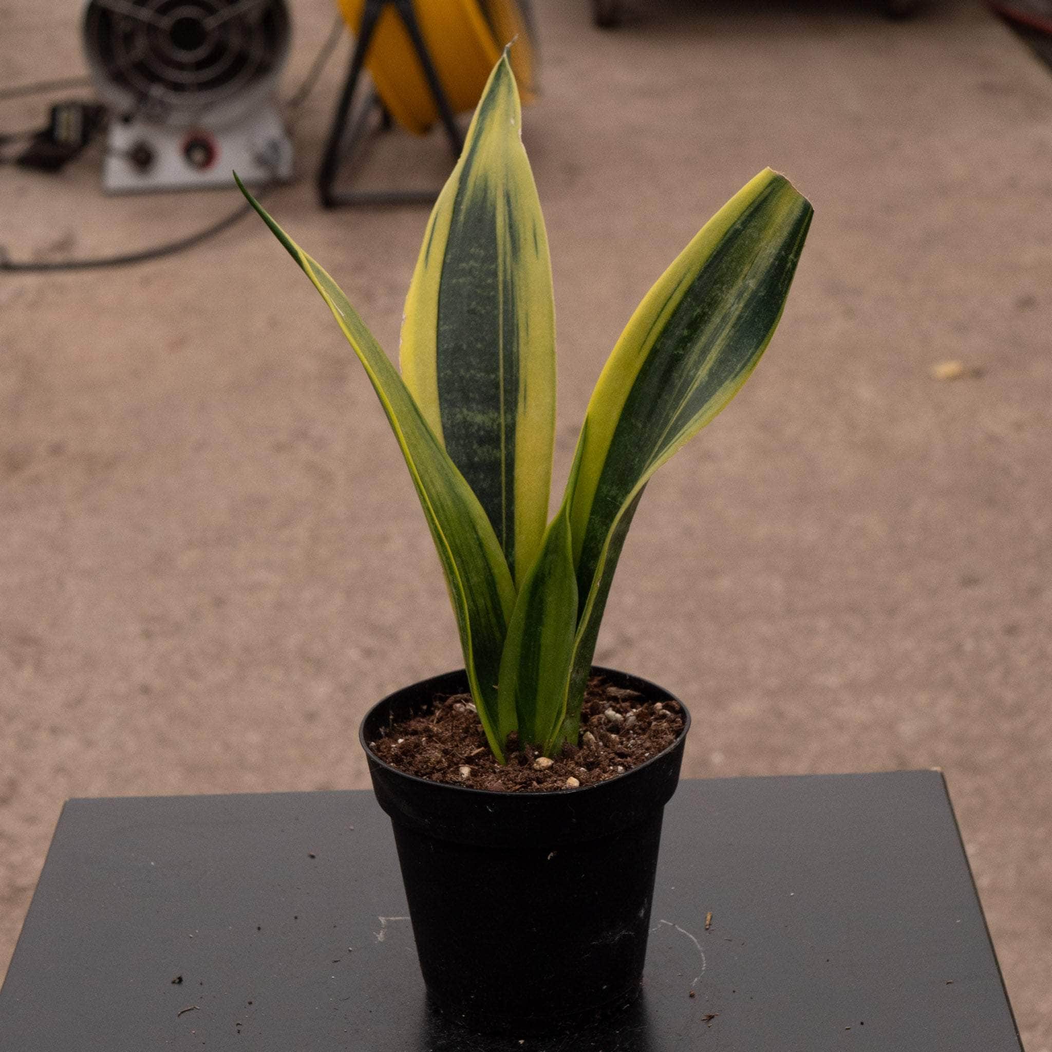 Sansevieria Golden Flame