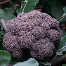Broccoli Purple Magic 6pk