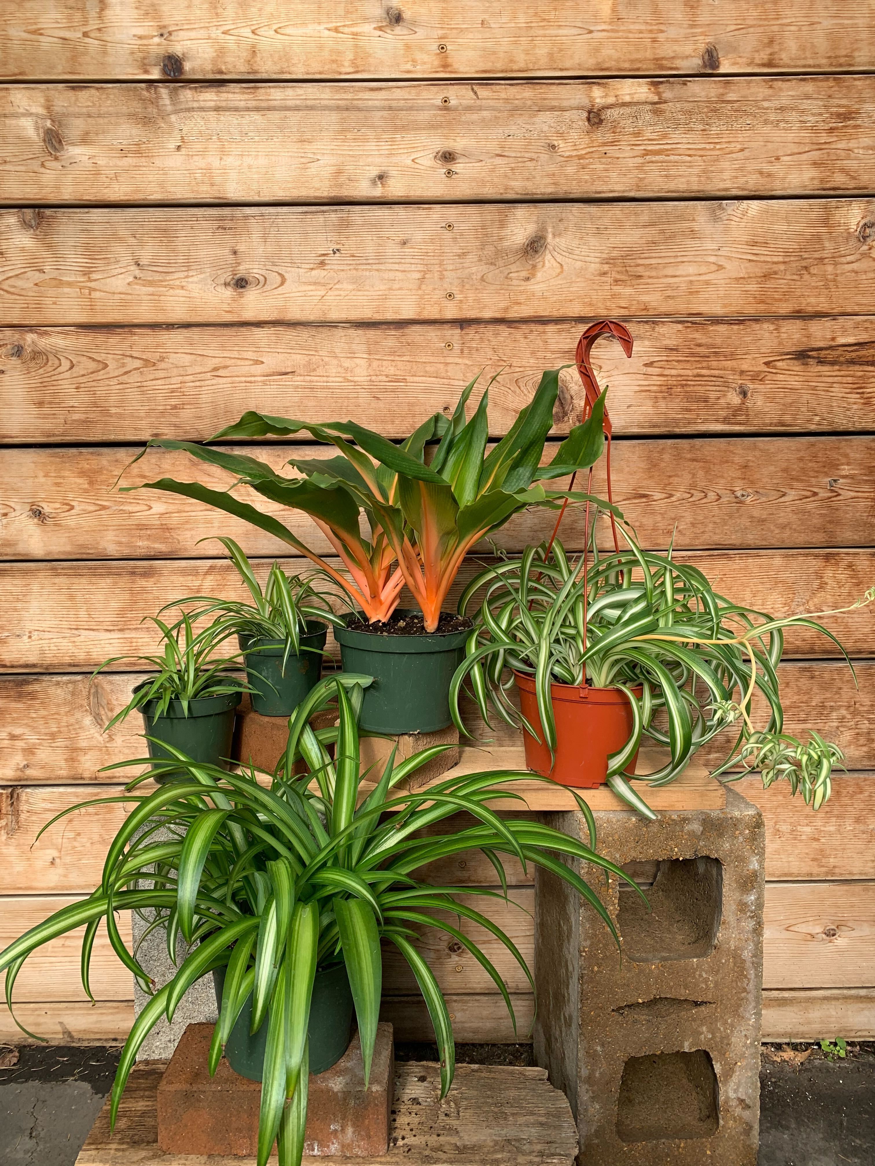 6" Spider Plant