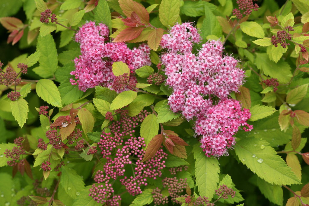 Spirea &