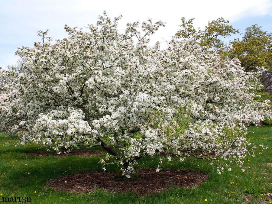 Crabapple &