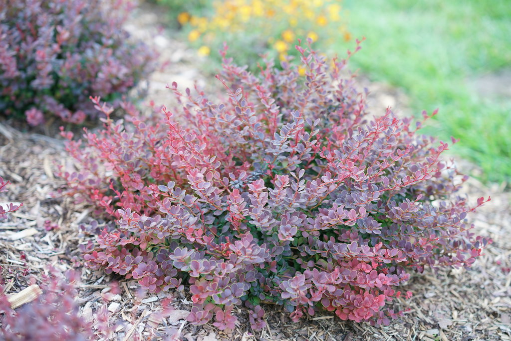 Barberry &