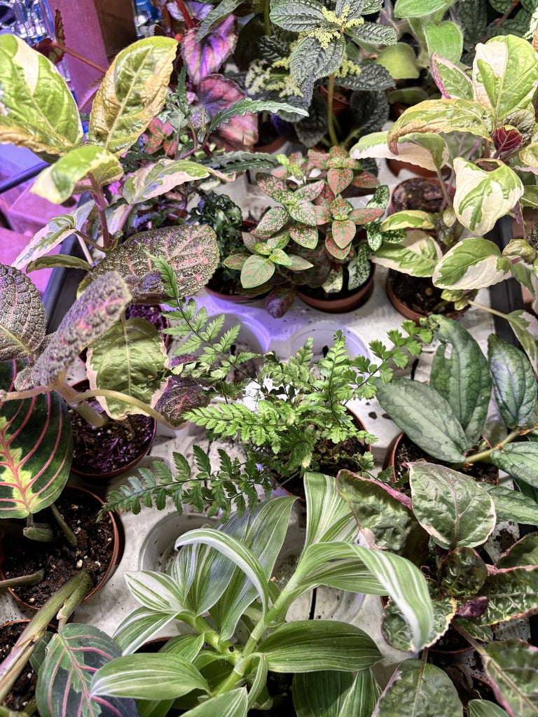 2" Terrarium Plants