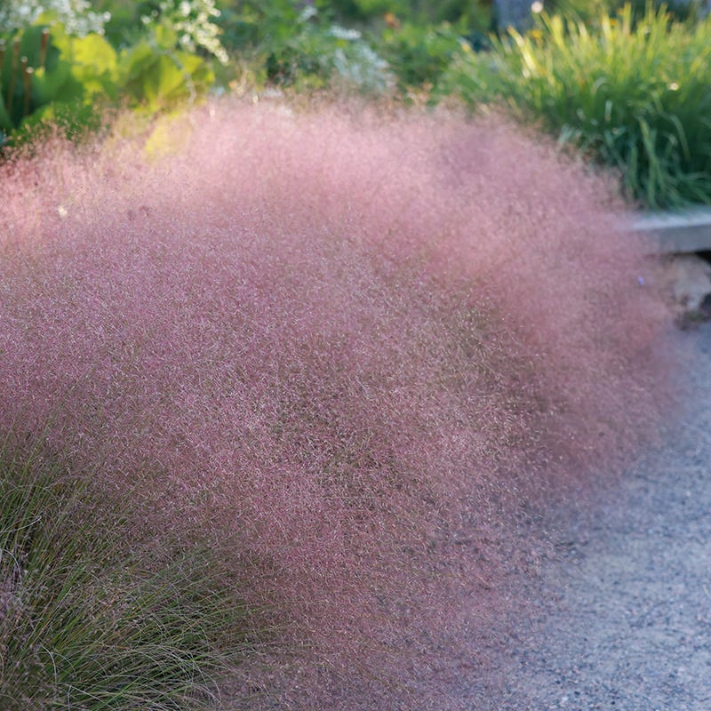 Grass Muhlenbergia Undaunted Ruby Muhly