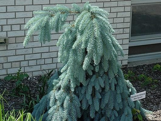 Spruce Blue Weeping B&B 4-5 plant photo