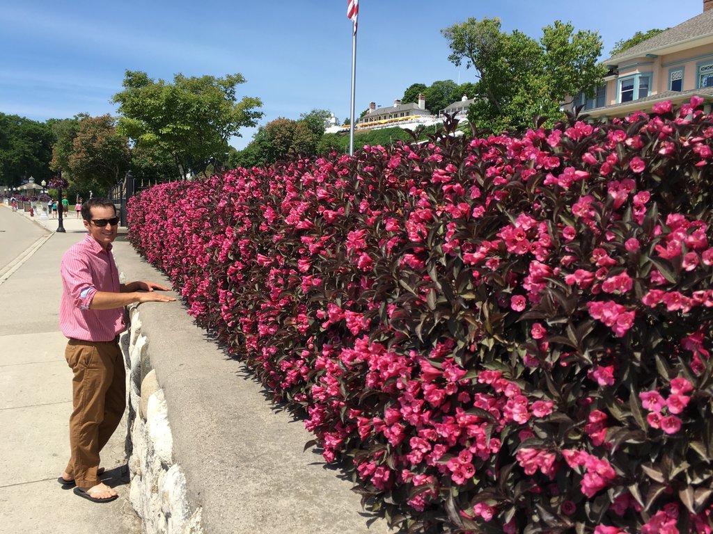 Weigela &