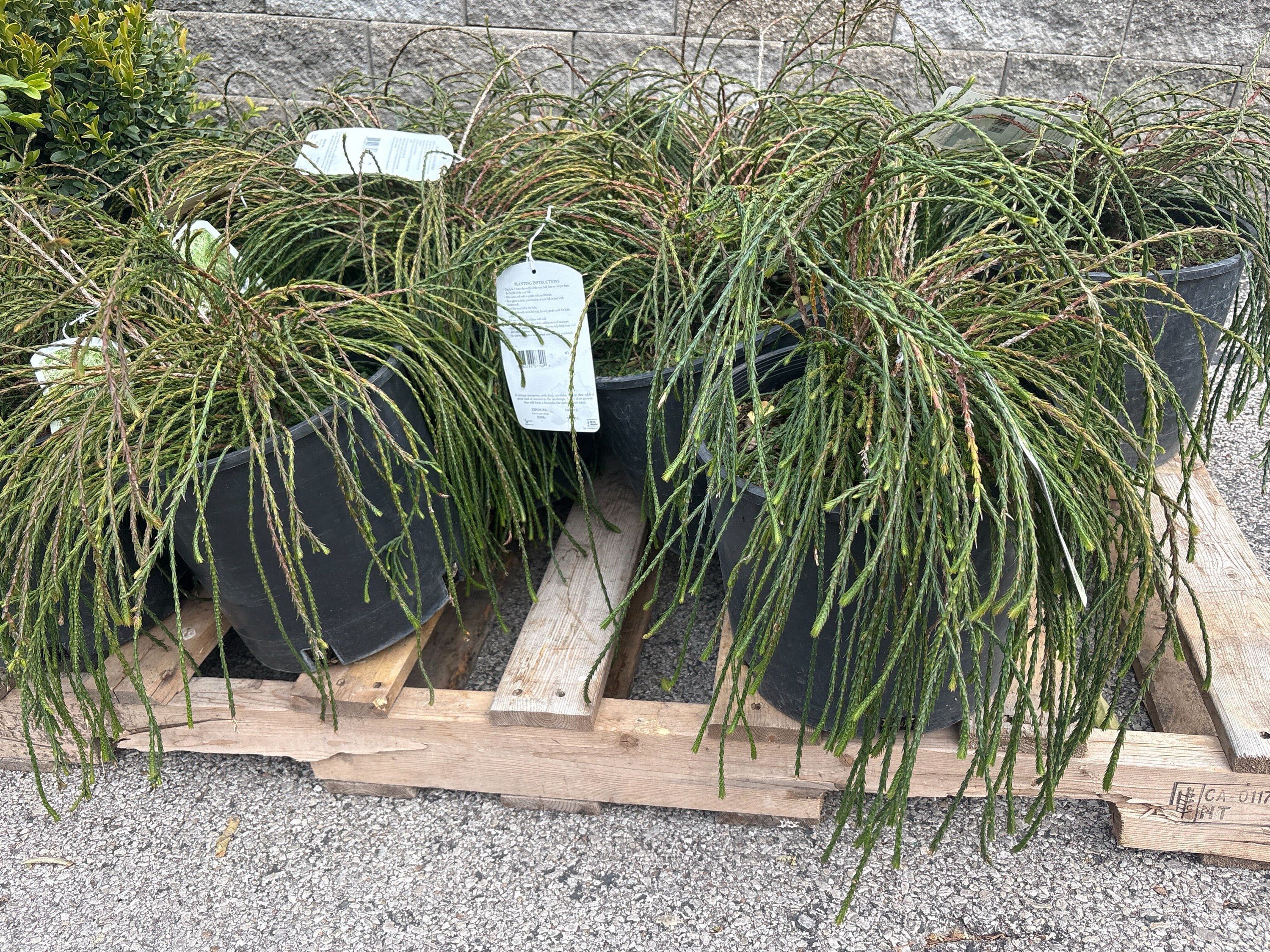 Arborvitae &