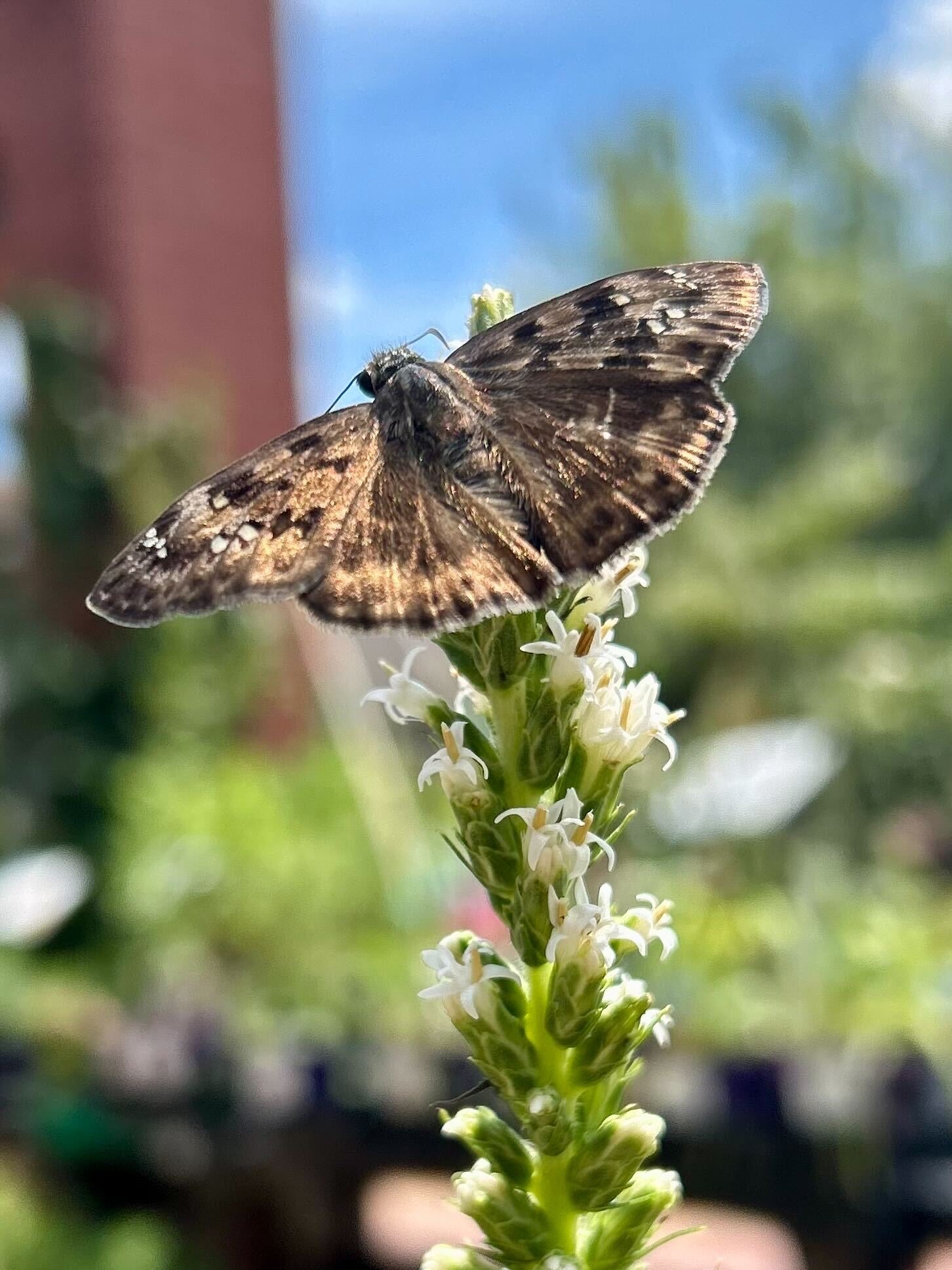 How to attract pollinators – Rolling Ridge Nursery