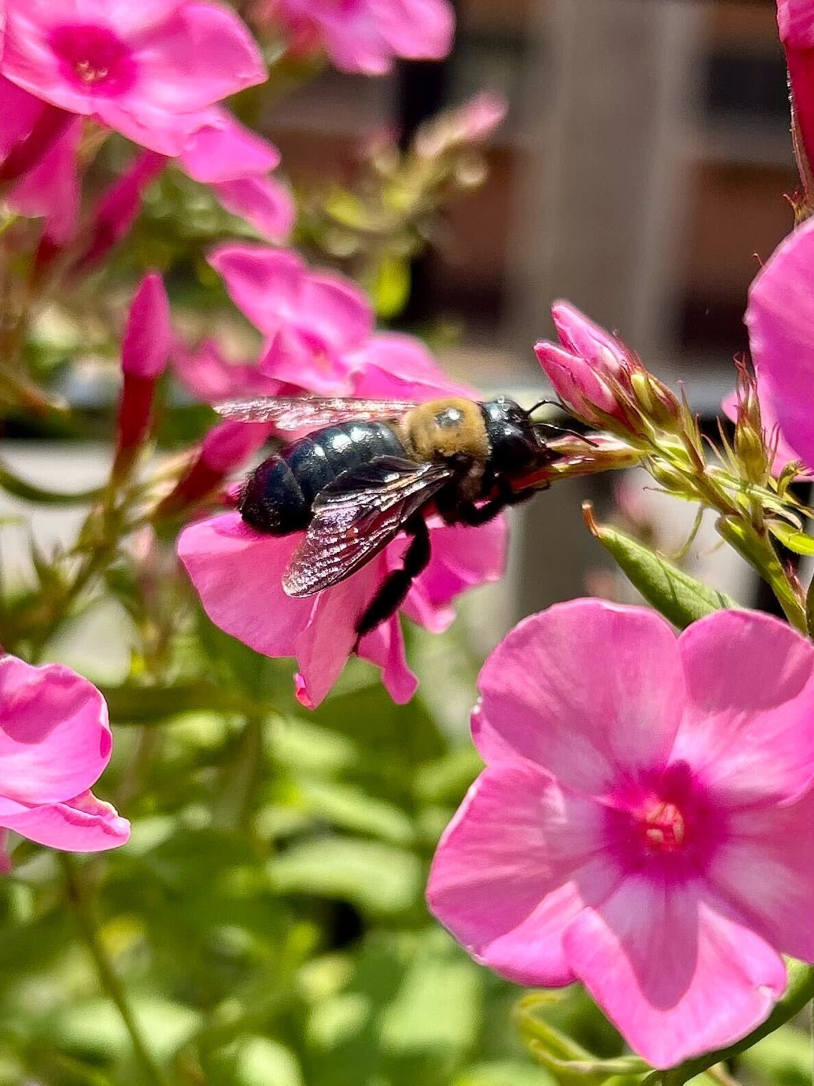 What are pollinators and why are they important? – Rolling Ridge Nursery