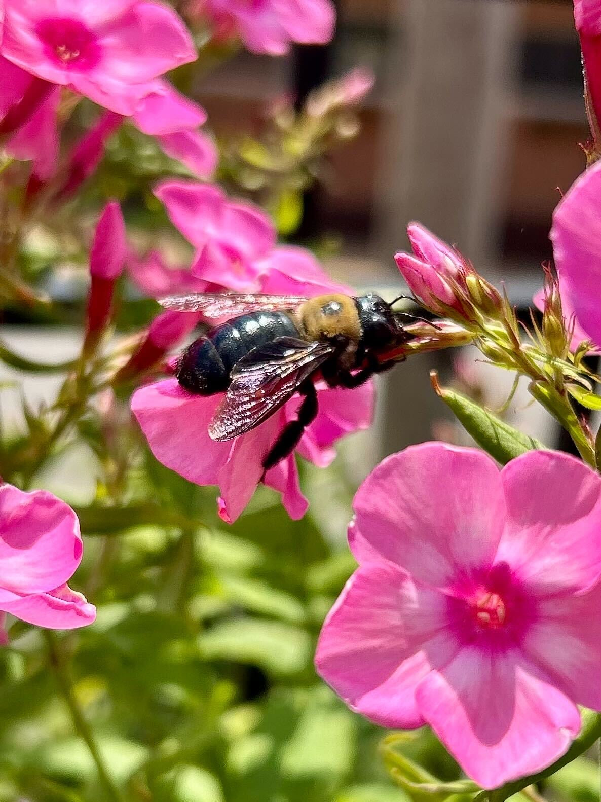 What are pollinators and why are they important?