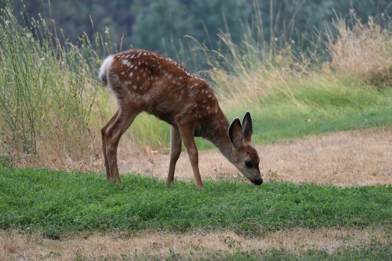 Introducing "Distractants": A New Concept in Wildlife Pest Control