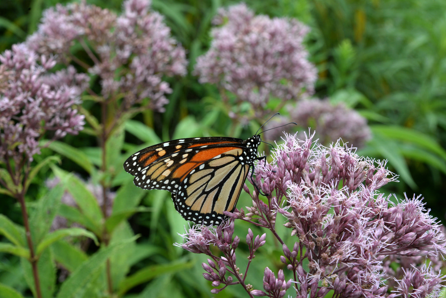 Annuals and perennials to attract pollinators