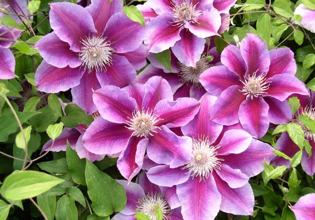 Clematis