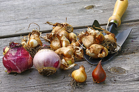 Seasonal flower bulbs at Rolling Ridge Nursery