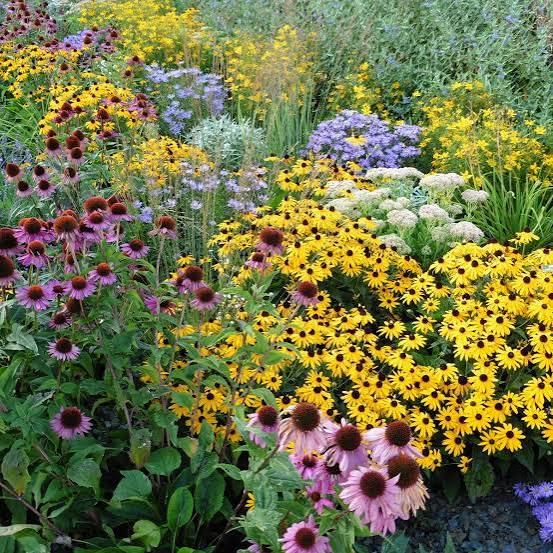 Perennial plants at Rolling Ridge Nursery